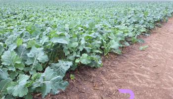 Agro Sânpetru - Arad