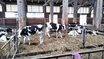 Agroserv Mariuta Srl - Drăgoeşti