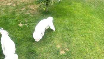 Bejan Pet's Hotel - Ciorogârla 077055