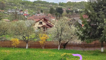 Bradulet Arges - Brăduleț