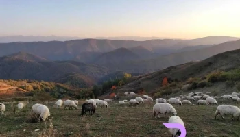 Bunila - Bunila