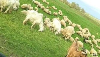 Comuna Horodniceni - Romania