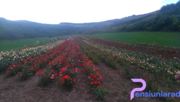 Comuna Lopadea Nouă - Romania