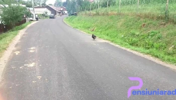 Comănești - Comănești