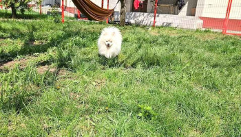 Dog Resort: Acasă cu dresorii - petsitting București - Corbeanca 077067