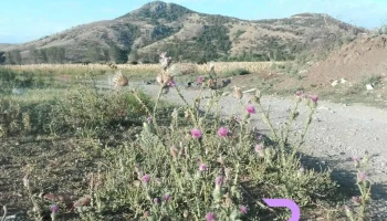 Izvoarele - Izvoarele