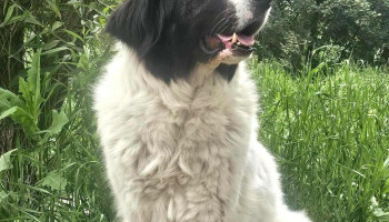 Julieta Pătrățelului cu Sălcioare și Potăi🐾 - Ciolpani 077050