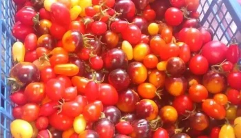 Legume Autentice Prăjești - Bacău