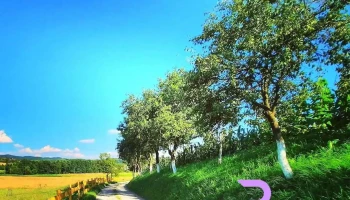 Luncșoara - Luncșoara