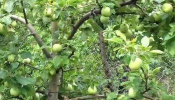 Lămășeni - Lămășeni