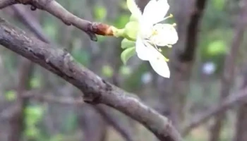 Mintiu Gherlii - Mintiu Gherlii