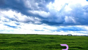Nedelea - Nedelea