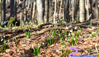 Orăștioara de Sus - Orăștioara De Sus