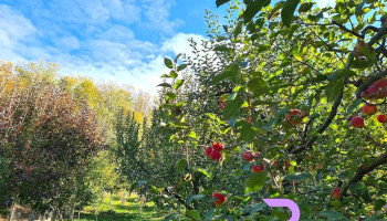 Pensiune În Vârful Dealului - Izvoarele