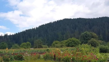 Pensiunea Elena - Putna
