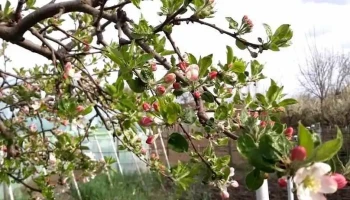 Puchenii Moșneni - Puchenii Moșneni