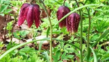 Pădurea Zamostea - Luncă - Romania