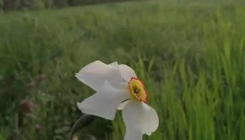Scorțeni - Scorțeni