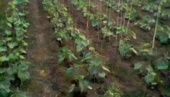 Slăveni - Slăveni