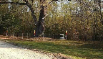 Stejarul de la Cocorăștii Mislii - Dc133
