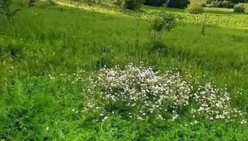 Stoeneşti - Stoeneşti