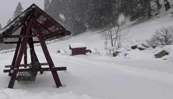 Valea cu Brazi - Dâmbovicioara