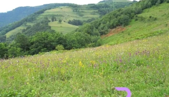 Valea lui Dan - Valea Lui Dan
