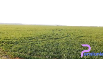 Vlădeni - Vlădeni