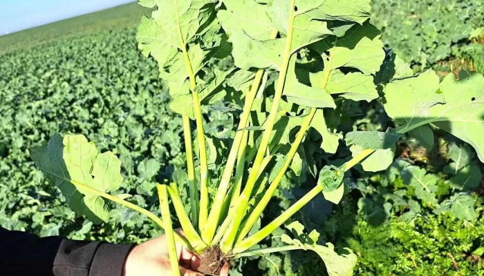 Agro Sanpetru De La Proprietar - Arad