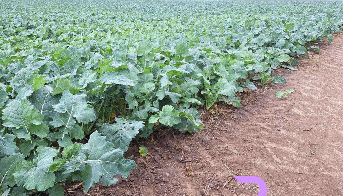Agro Sanpetru Zonă - Arad