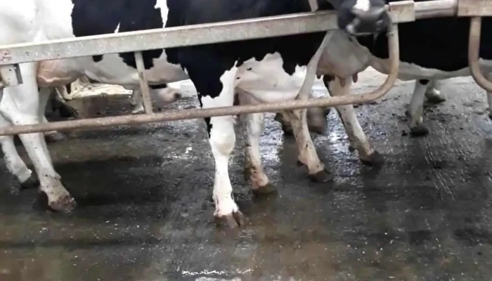 Agroserv Mariuta Srl -  Videoclipuri - Drăgoeşti