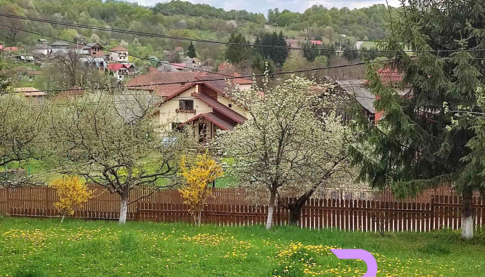 Bradulet Arges -  Scor - Brăduleț