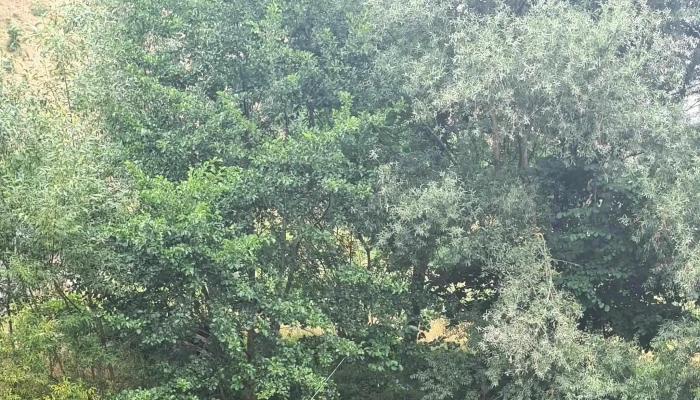 Camping Bulz -  Cum Să Ajungi Acolo - Bulz