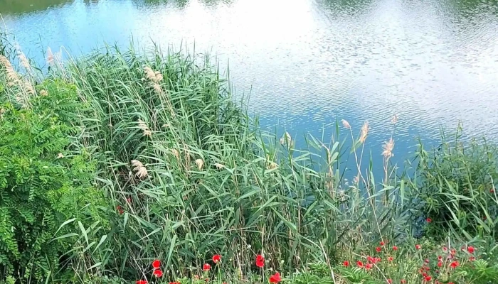 Camping Plaja Ghioroc -  Comentarii - Ghioroc