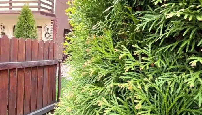 Casa Montana Busteni Exterior - Bușteni