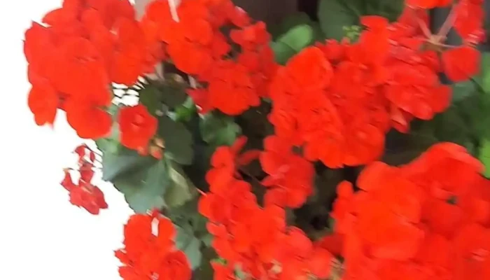 Casa Montana Busteni Videoclipuri - Bușteni