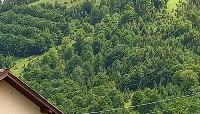 Cazare Petrosani -    Pensiunea Bujor De Munte Adresă - Petroșani