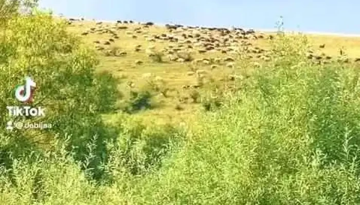 Cazare Targu Ocna -    Casa Livada Bunicii Videoclipuri - Târgu Ocna