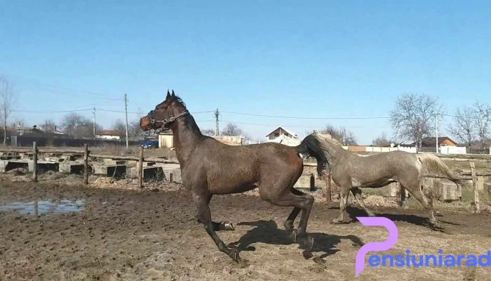 Centrul Hipic Epona Horse Land -  Videoclipuri - Bobiceşti