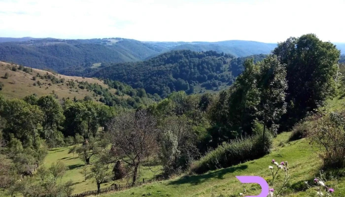 Cerbal Munte - Cerbăl