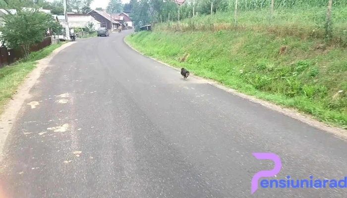 Comanesti Program - Comănești