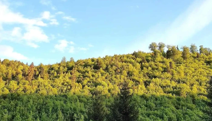 Comuna Ghelinta Program - Romania