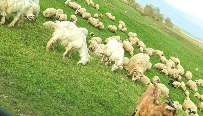 Comuna Horodniceni -  Locație - Romania