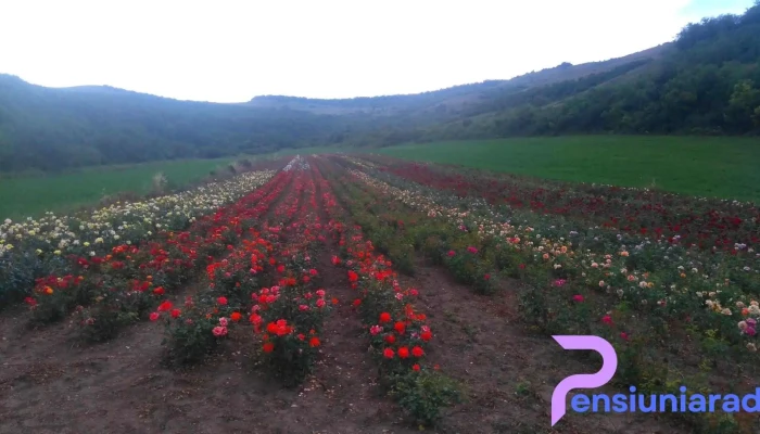 Comuna Lopadea Noua Reduceri - Romania