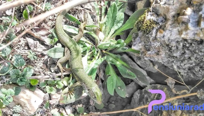 Comuna Pestisu Mic Fotografii - Romania