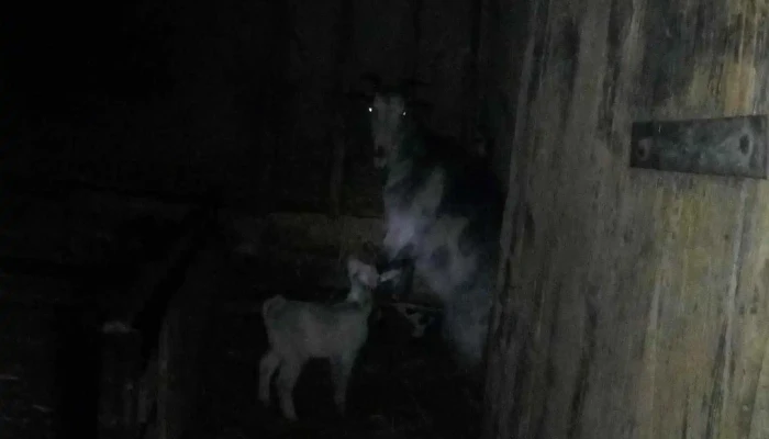 Comuna Traian -  Telefon - Romania