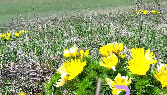 Comuna Viisoara Comentarii - Romania