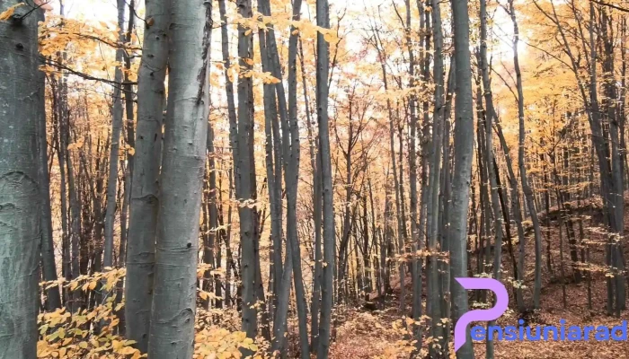 Comuna Voinesti Videoclipuri - Romania