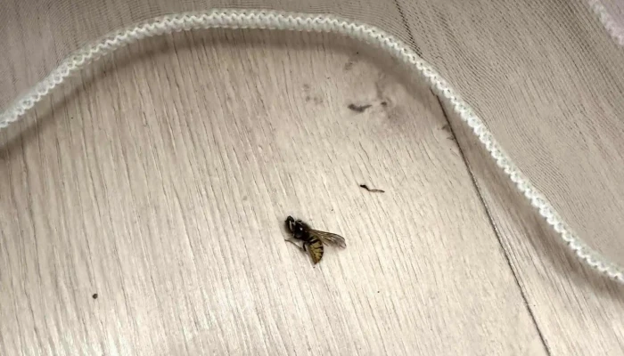 Conacul Bucovinei -  Cum Să Ajungi Acolo - Pojorâta