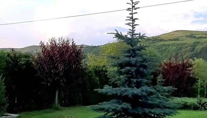 Conacul Dante -  Videoclipuri - Pianu De Jos